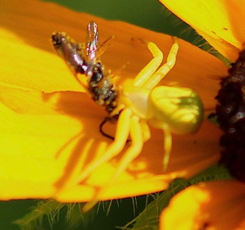 Goldenrod Crab Spider
feeding on flower fly Goldenrod Crab Spider
feeding on flower fly