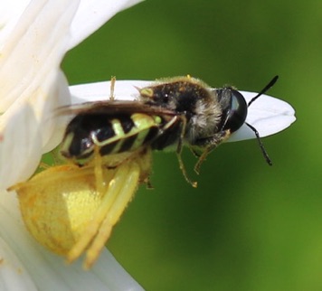 Goldenrod Crab Spider
feeding on Bee or Wasp Goldenrod Crab Spider
feeding on Bee or Wasp
