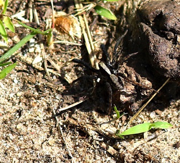 Lanceolate Wolf Spider
Schizocosa spp. Lanceolate Wolf Spider
Schizocosa spp.