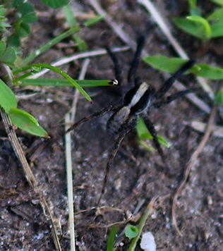 Lanceolate Wolf Spider
Schizocosa spp. Lanceolate Wolf Spider
Schizocosa spp.