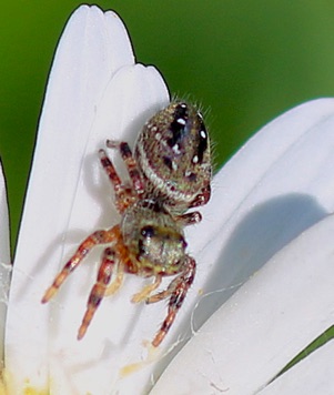 Cardinal Jumping Spider
Phidippus clarus Cardinal Jumping Spider
Phidippus clarus