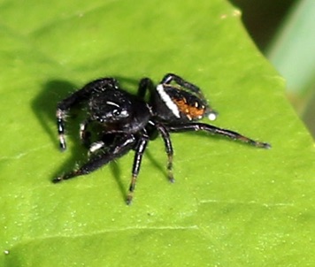 Phidippus Jumping Spider
Phidippus clarus Phidippus Jumping Spider
Phidippus clarus