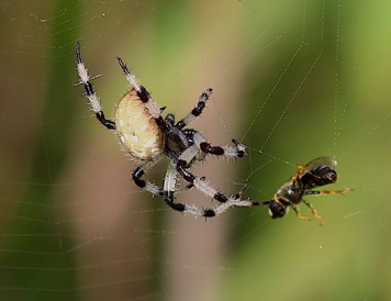 Shamrock Orbweaver
Araneus trifolium Shamrock Orbweaver
Araneus trifolium