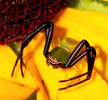 Crab Spider
Misumenoides formosipes Crab Spider
Misumenoides formosipes