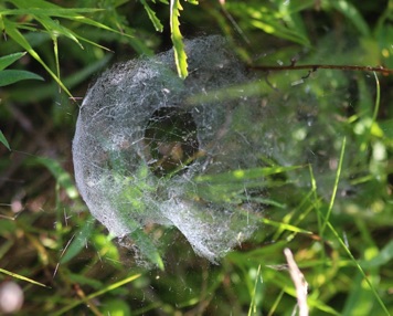 Spherical Web Spherical Web