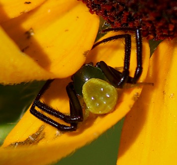Crab Spider
Misumenoides formosipes Crab Spider
Misumenoides formosipes