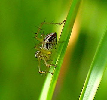 Unknown Spider Unknown Spider