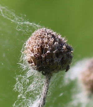 Messy Web Messy Web