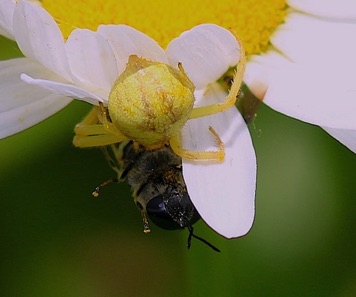Goldenrod Crab Spider
feeding on Bee or Wasp Goldenrod Crab Spider
feeding on Bee or Wasp