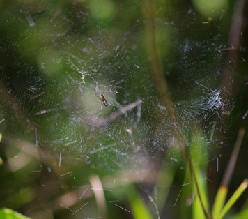 Web Web