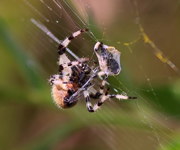Shamrock Orbweaver
Araneus trifolium Shamrock Orbweaver
Araneus trifolium