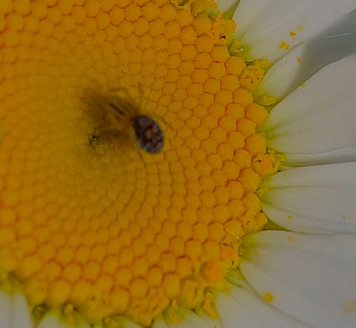 Very small Crab Spider Very small Crab Spider