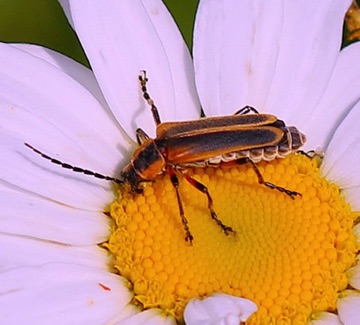 Marginal Leatherwing
Chauliognathus marginatus Marginal Leatherwing
Chauliognathus marginatus