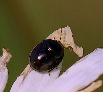 Ebony Bug, Carpet
Corymelaenidae spp. Ebony Bug, Carpet
Corymelaenidae spp.