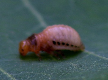 Beetle larva Beetle larva