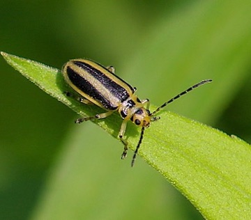 Skeletonizing Leaf Beetle
Trihadba adela Skeletonizing Leaf Beetle
Trihadba adela