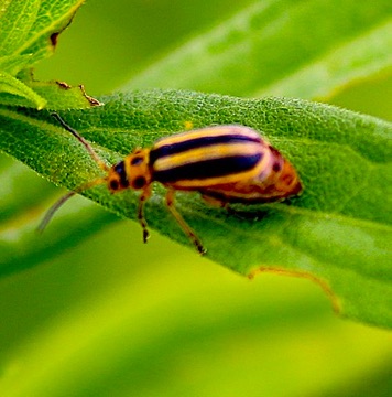 Skeletonizing Leaf
Trihadba borealis Skeletonizing Leaf
Trihadba borealis