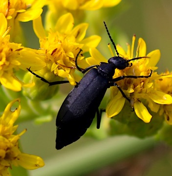 Black Blister Beetle
Epicauta pensylvanica Black Blister Beetle
Epicauta pensylvanica