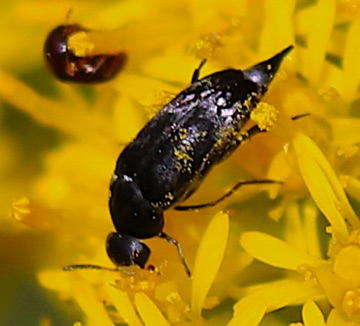 Tumbling Flower Beetle
Mordellina pustulata Tumbling Flower Beetle
Mordellina pustulata