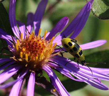 Cucumber Beetle
Diabrotica undecimpunctata Cucumber Beetle
Diabrotica undecimpunctata