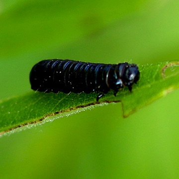 Skeletonizing Leaf Beetle Larva
Trihadba adela Skeletonizing Leaf Beetle Larva
Trihadba adela