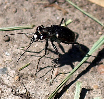 Punctured Tiger Beetle
Cicindelidia punctulata Punctured Tiger Beetle
Cicindelidia punctulata