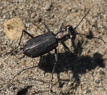 Punctured Tiger Beetle
Cicindelidia punctulata Punctured Tiger Beetle
Cicindelidia punctulata