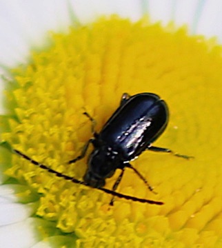 Lorn Antennae Ground Beetle Lorn Antennae Ground Beetle
