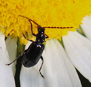 Long Antennae Ground Beetle Long Antennae Ground Beetle