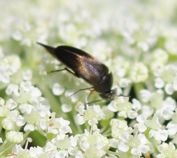 Box Head Tumbling Flower Beetle
Falsomordellistena bihamata Box Head Tumbling Flower Beetle
Falsomordellistena bihamata