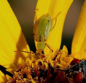 Northern Corn Rootworm
Diabrotica barberi Northern Corn Rootworm
Diabrotica barberi