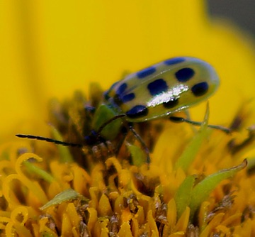 Cucumber Beetle
Diabrotica undecimpunctata Cucumber Beetle
Diabrotica undecimpunctata