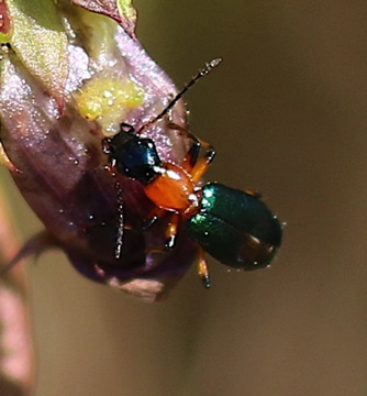 Skeletonizing Leaf
Scelolyperus spp. Skeletonizing Leaf
Scelolyperus spp.