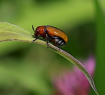 Flea Beetle
Anomoea laticlavia Flea Beetle
Anomoea laticlavia