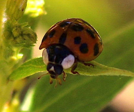 Multicolored Asian Ladybird Beetle
Harmonia axyridis Multicolored Asian Ladybird Beetle
Harmonia axyridis
