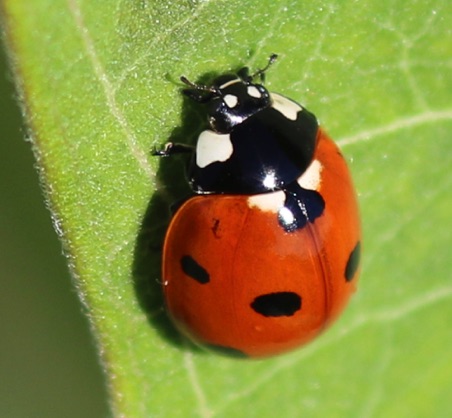 Seven-spotted Ladybird
Coccinella septempunctata Seven-spotted Ladybird
Coccinella septempunctata