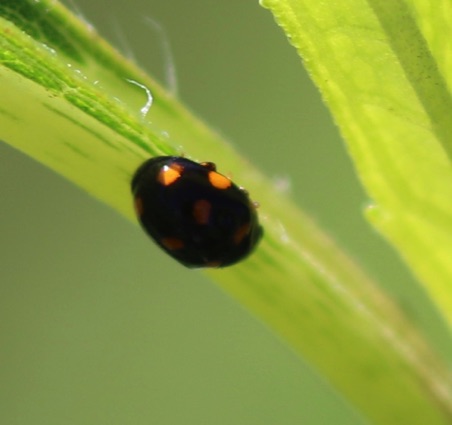 Spring Lady Beetle? Spring Lady Beetle?
