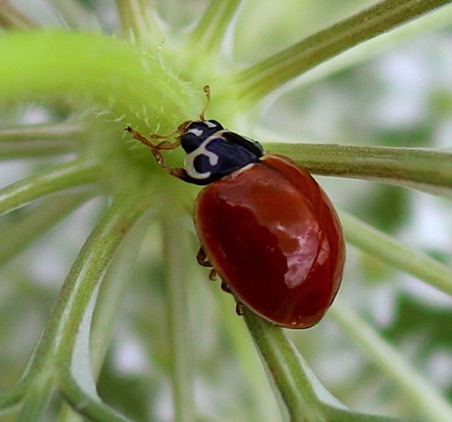 Polished Lady Beetle
Cycloneda munda Polished Lady Beetle
Cycloneda munda