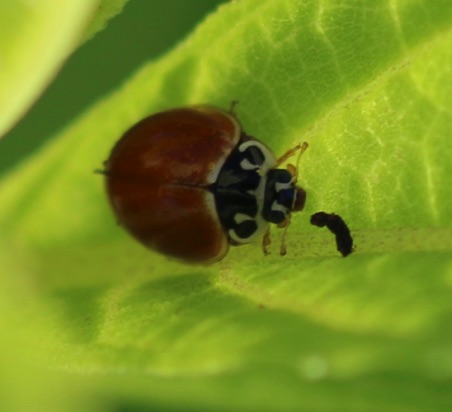 Multicolored Asian Ladybird Beetle
Harmonia axyridis Multicolored Asian Ladybird Beetle
Harmonia axyridis