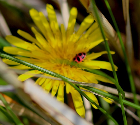 Spotted Ladybird Beetle
Coleomegilla maculata lengi Spotted Ladybird Beetle
Coleomegilla maculata lengi