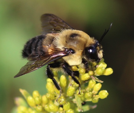 Common Eastern Bumble Bee.jpg Common Eastern Bumble Bee.jpg