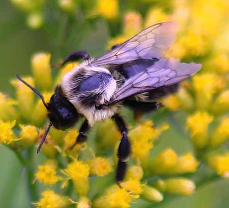 Lemon Cuckoo Bumble Bee
Bombus citrinus (U of I) Lemon Cuckoo Bumble Bee
Bombus citrinus (U of I)