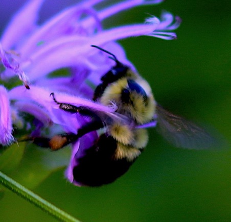 Two-spotted Bumble Bee
Bombus bimaculatus Two-spotted Bumble Bee
Bombus bimaculatus