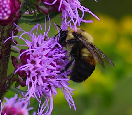Brown-belted Bumble Bee
Bombus fervidus Brown-belted Bumble Bee
Bombus fervidus