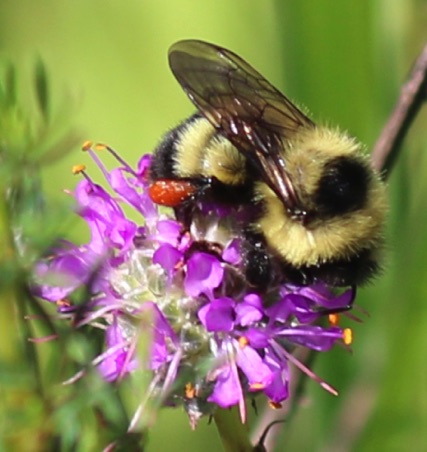 Half-black Bumble Bee
Half-black Bumble Bee (U of I) Half-black Bumble Bee
Half-black Bumble Bee (U of I)