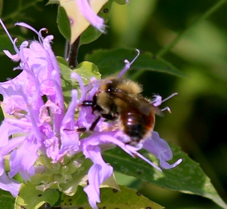 Red-belted Bumble Bee (uncommon)
Bombus rufocinctus (U of I) Red-belted Bumble Bee (uncommon)
Bombus rufocinctus (U of I)