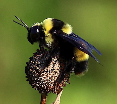 Black and Gold Bumble Bee
Bombus auricomus Black and Gold Bumble Bee
Bombus auricomus