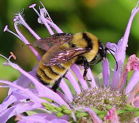 Golden Northern Bumble Bee
Bombus fervidus (uncommon) Golden Northern Bumble Bee
Bombus fervidus (uncommon)