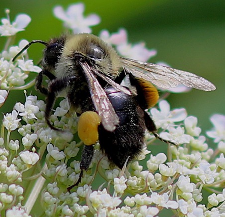 Large Carpenter Bee Large Carpenter Bee