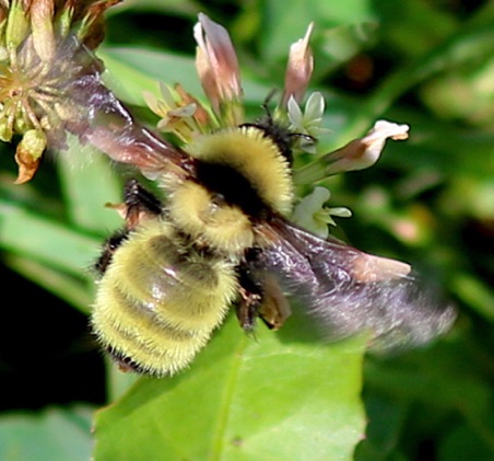 Golden Northern Bumble Bee
Bombus fervid (U of I) Golden Northern Bumble Bee
Bombus fervid (U of I)